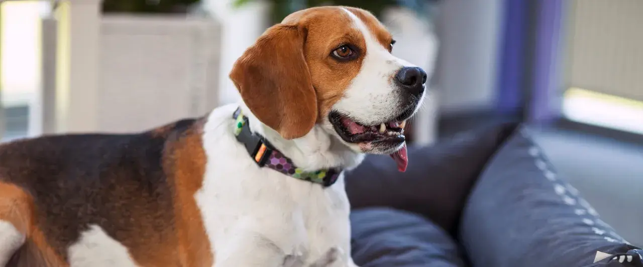 Radosny beagle, jeden z najzdrowszych ras psów, z językiem na wierzchu, siedzi na kanapie.