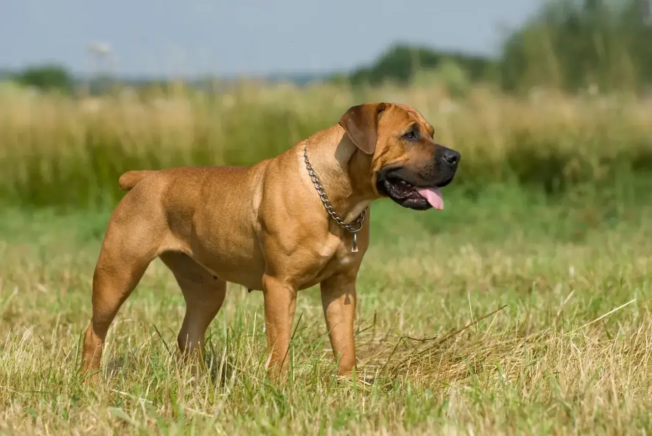 Duży brązowy pies rasy boerboel stoi na łące, dysząc z językiem na zewnątrz.