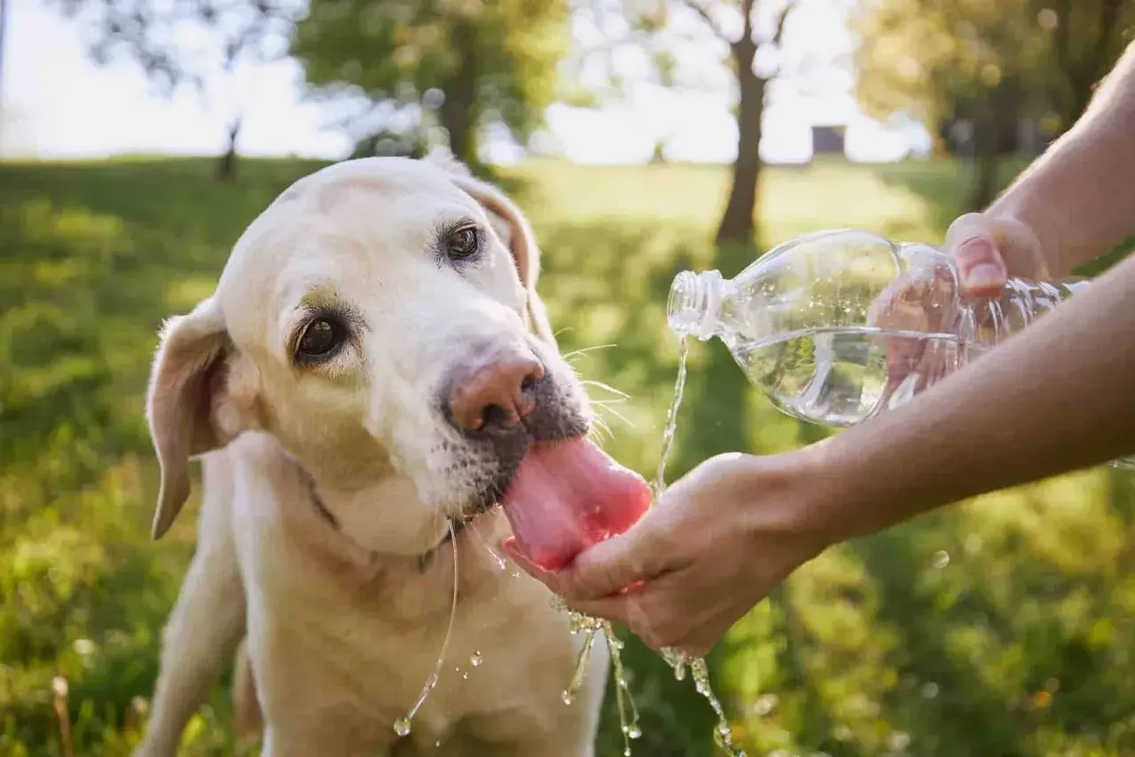 Labrador pije wodę z dłoni, by zapobiec udarowi cieplnemu u psa. Gorący dzień, pies jest spragniony.