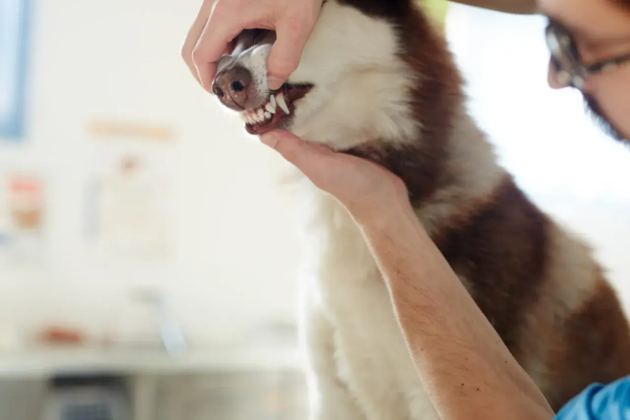 Weterynarz bada zęby i blade błony śluzowe u psa rasy husky.