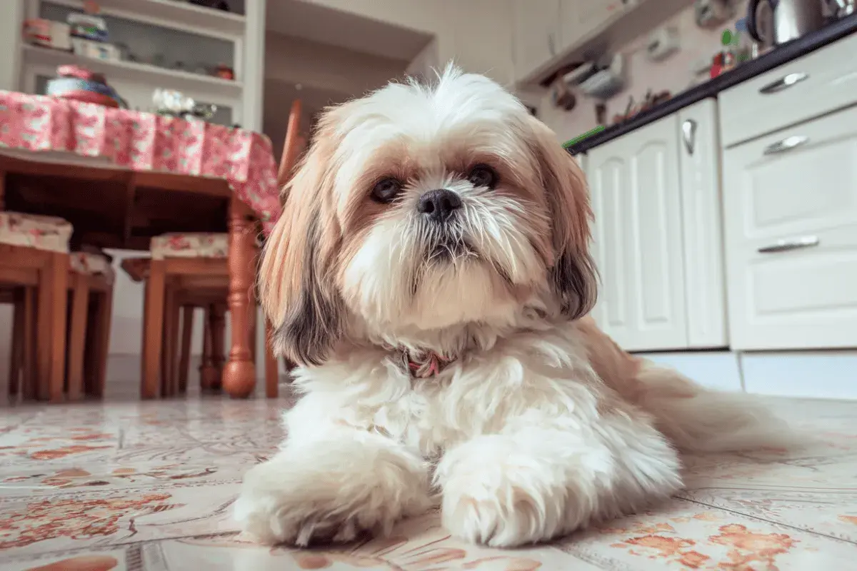 Słodki shih tzu leży na podłodze, przypominając o tym, czego nie może jeść shih tzu, np. czekolady czy winogron.