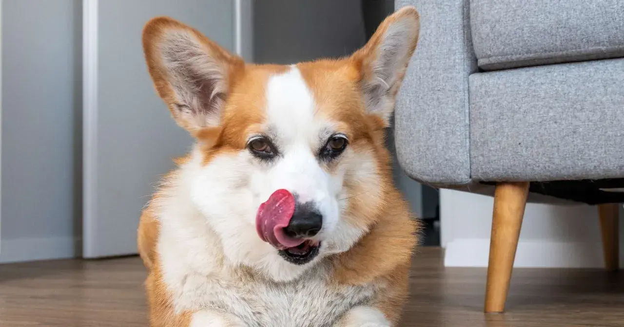 Uroczy corgi liże podłogę, szukając resztek smakołyków. Jego język wystaje, a oczy błyszczą.