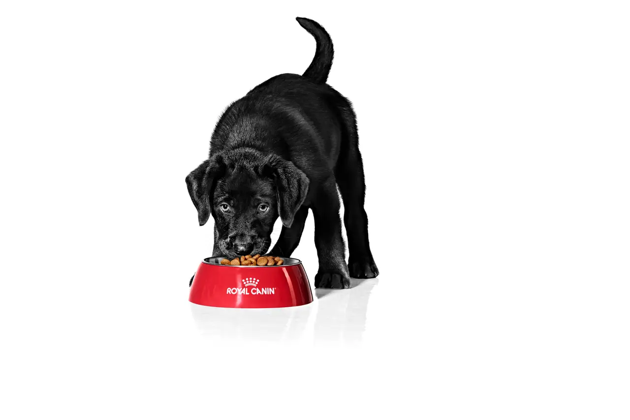 Czarny szczeniak je z czerwonej miski Royal Canin. To przykład, jak karmić szczeniaki 2 dniowe, choć w tym wieku potrzebują mleka matki.