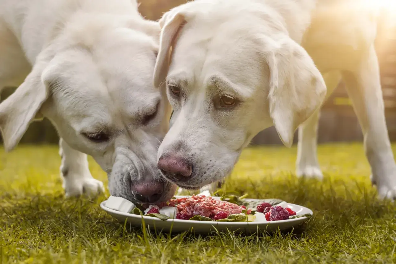 Dwa labradory jedzą z talerza. Zastanawiasz się, ile powinien jeść dorosły labrador?