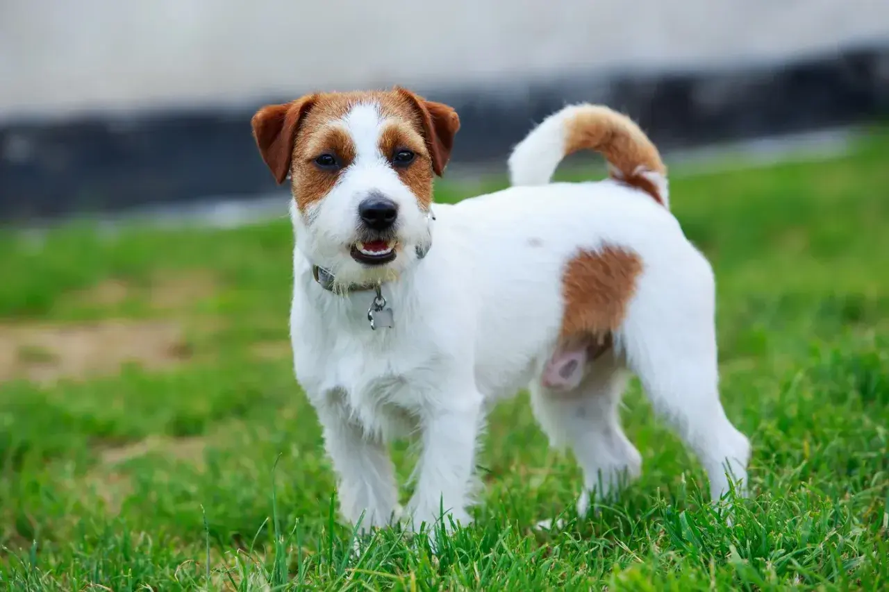 Uroczy jack russell terrier długowłosy z brązowymi łatkami na białej sierści, stoi na zielonej trawie.