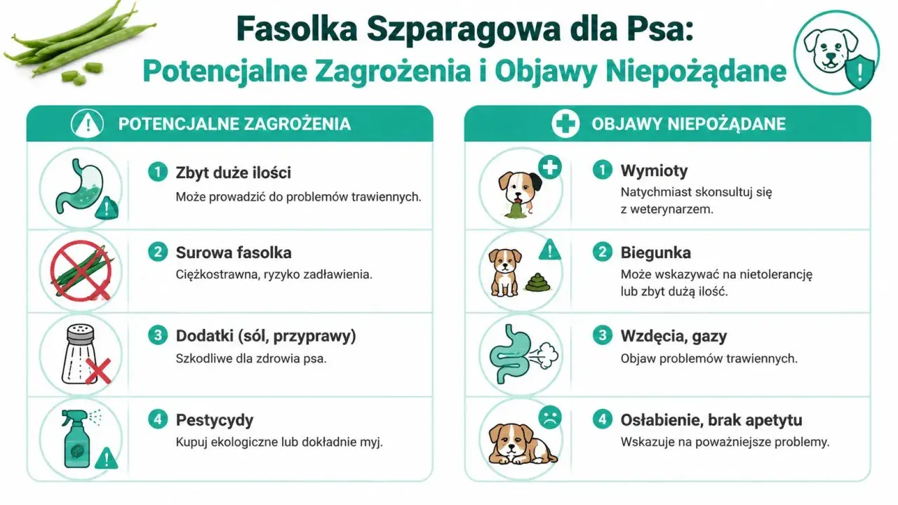 Czy pies może jeść fasolkę szparagową? Infografika ostrzega przed zagrożeniami: zbyt duża ilość, surowa fasolka, dodatki, pestycydy. Objawy niepożądane: wymioty, biegunka, gazy, osłabienie.