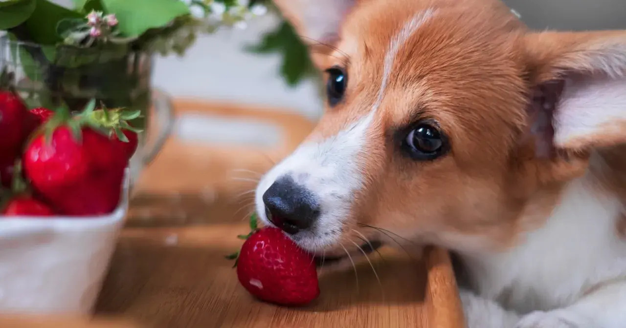 Corgi szczeniak delikatnie gryzie truskawkę, zastanawiając się, czy pies może jeść truskawki.