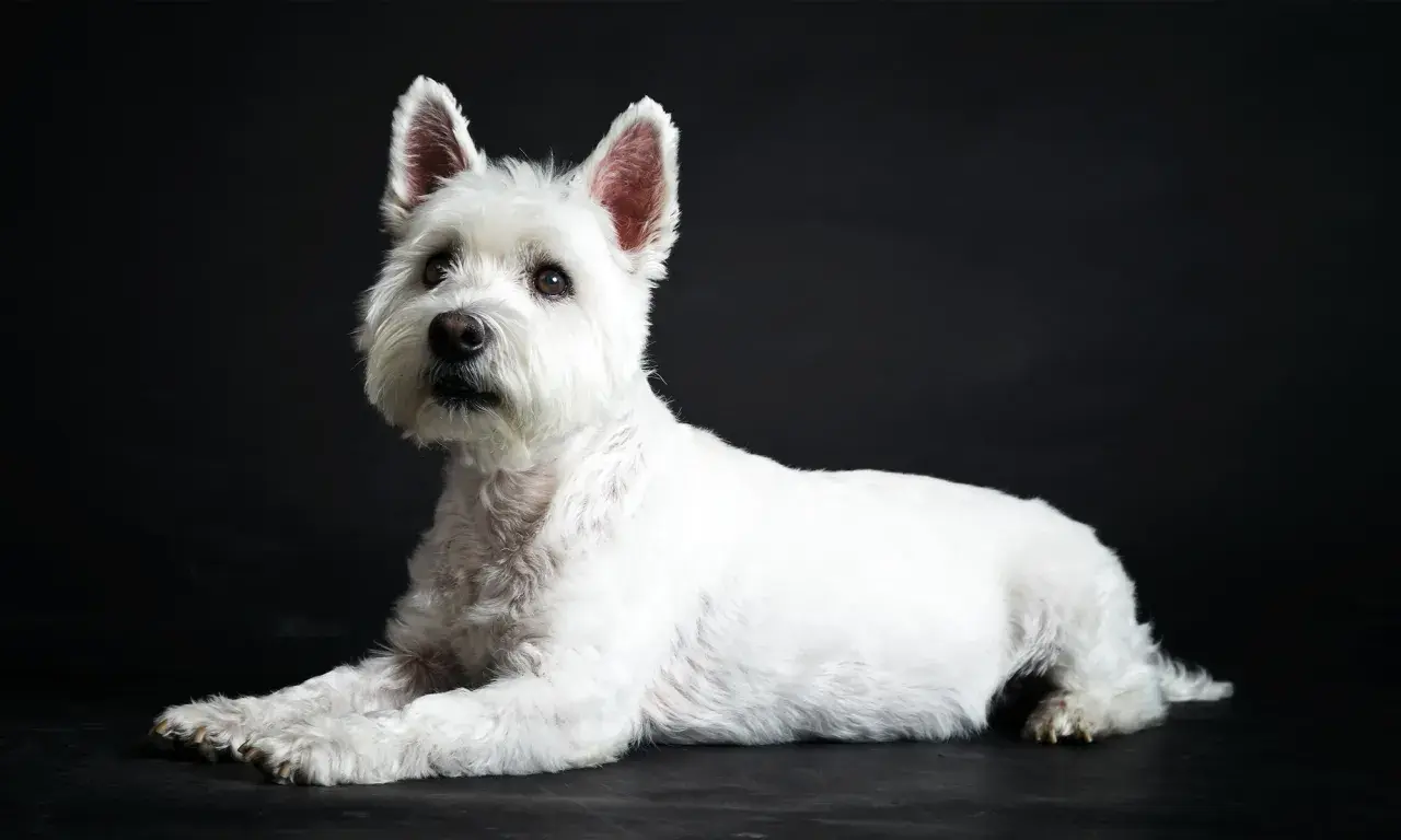 Uroczy west highland white terrier leży na ciemnym tle, z uwagą patrząc w bok.