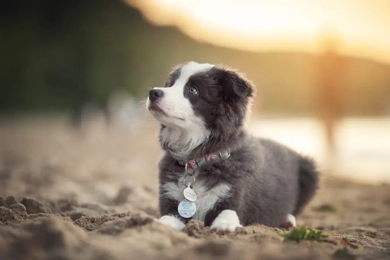 Uroczy, 2 miesięczny szczeniak rasy Border Collie leży na piasku, wpatrując się w zachodzące słońce.