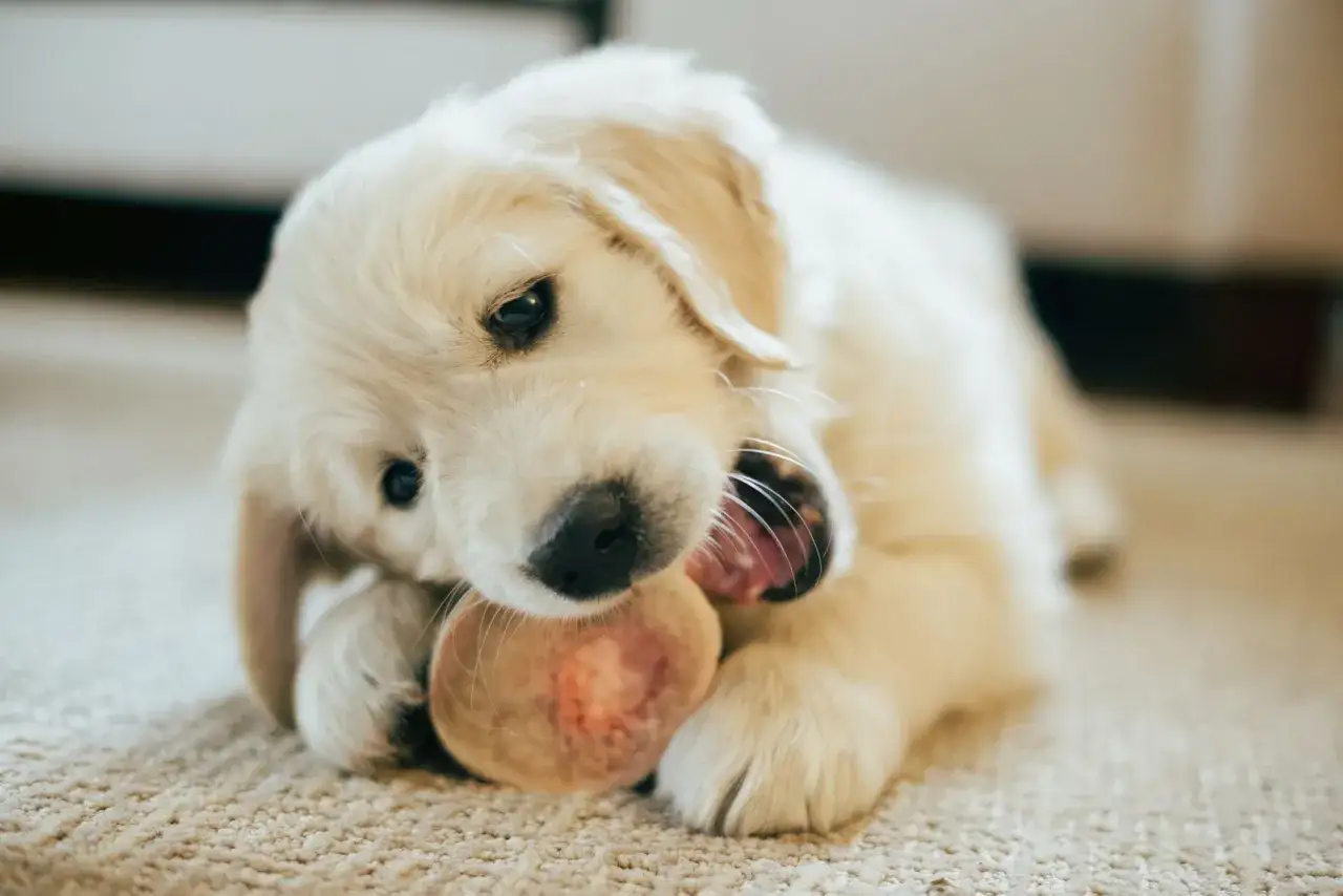Uroczy szczeniak golden retriever gryzie kość, zastanawiając się, czy pies może jeść kości.
