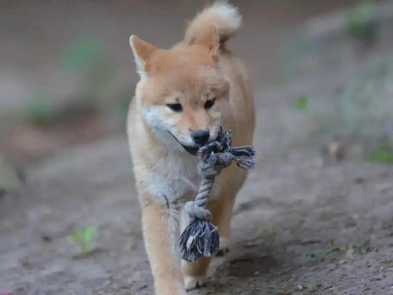 Szczeniak Shiba Inu biegnie z zabawką w pysku, kiedy pies przestaje gryźć, jest gotowy do zabawy.