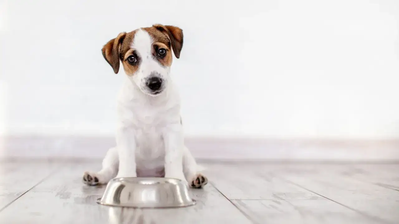 Uroczy szczeniak Jack Russell Terrier, około 3-miesięczny, siedzi przed pustą miską, czekając na karmienie.
