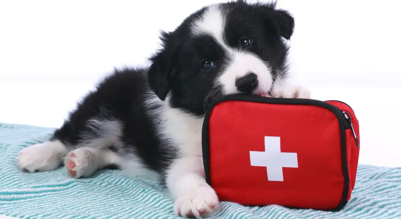 Słodki szczeniak border collie z apteczką, symbolizujący nagłą śmierć psa i potrzebę szybkiej pomocy.