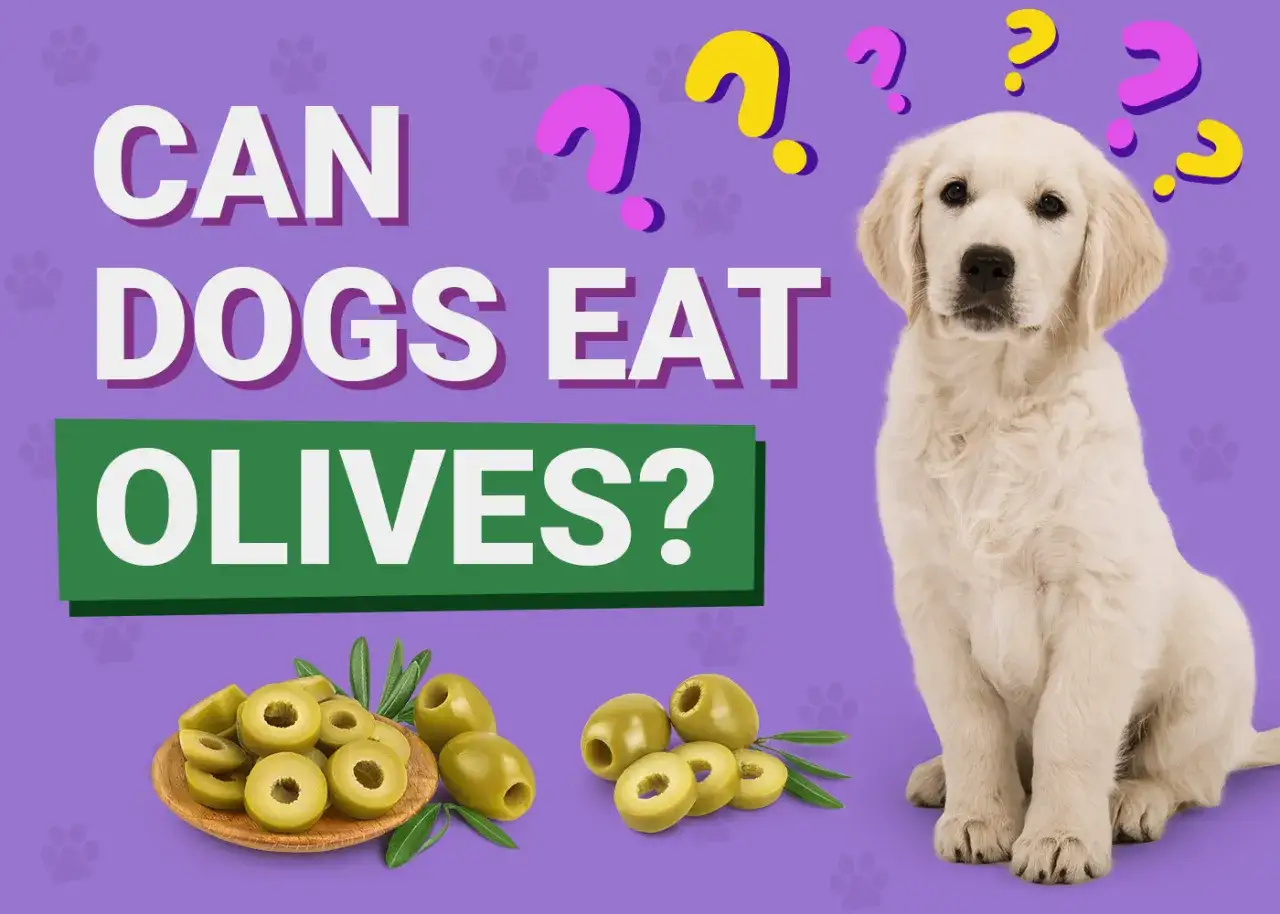 Zastanawiasz się, czy pies może jeść oliwki? Na zdjęciu szczeniak golden retrievera obok talerzyka z oliwkami i tekstu z pytaniem.