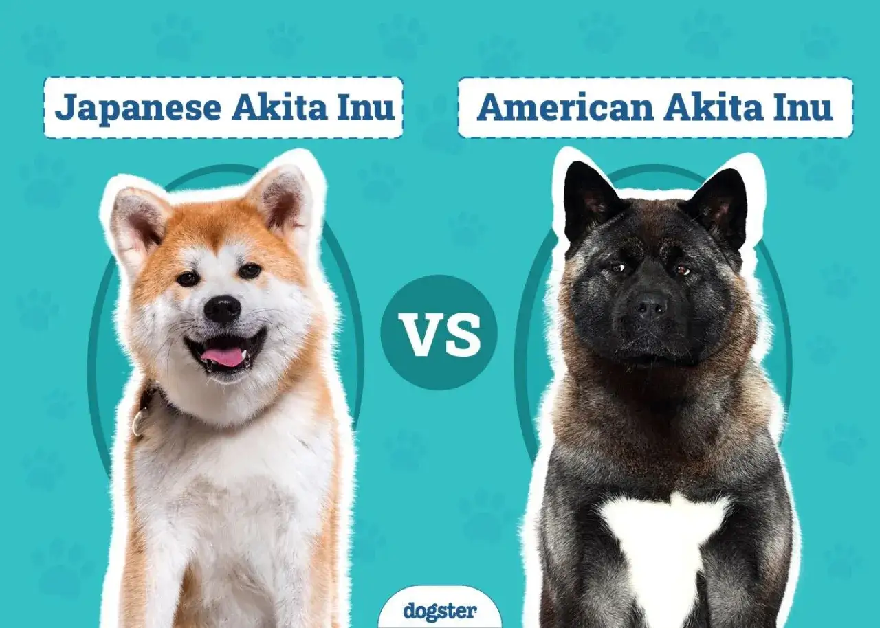 Por&oacute;wnanie dw&oacute;ch ras ps&oacute;w: uśmiechnięty japoński Akita Inu i potężny akita amerykańska.