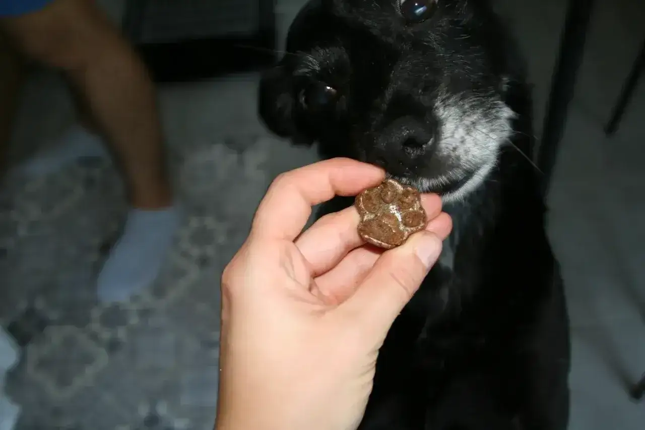 Czarny piesek wącha przysmak w kształcie łapki. Czy pies może jeść wątr&oacute;bkę? To smakołyk, kt&oacute;ry z pewnością ucieszy każdego pupila.