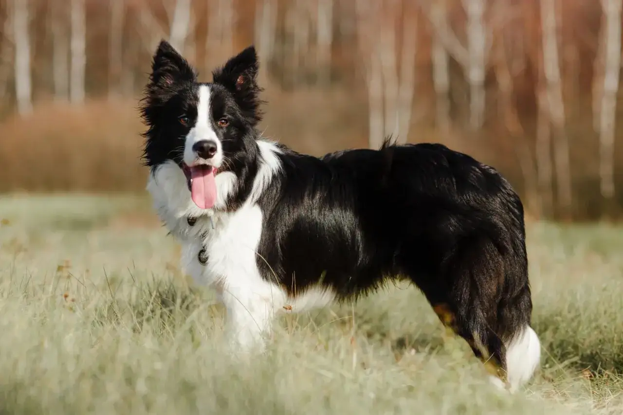 Border collie wzrost. Pies stoi na trawie, z językiem na wierzchu, w tle drzewa.