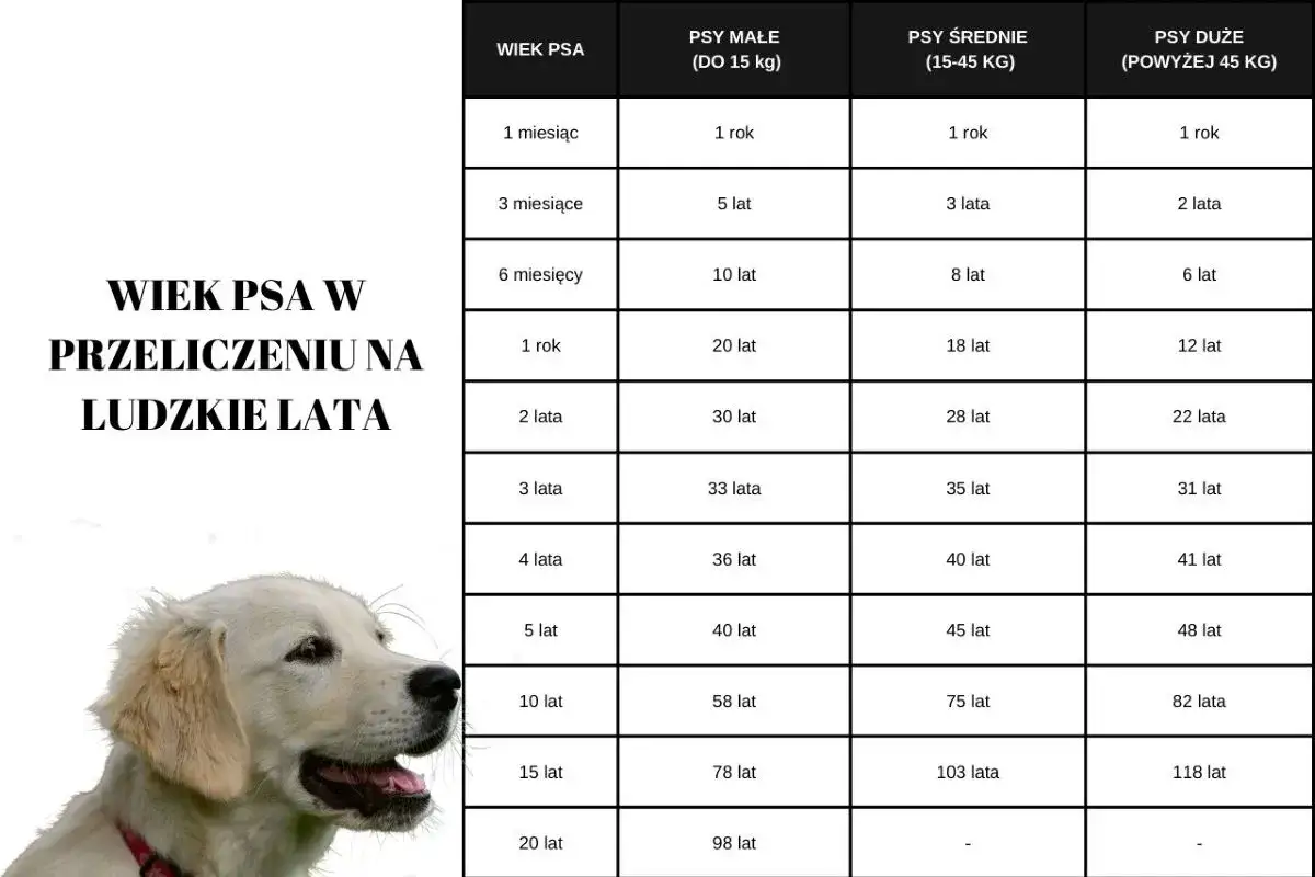 Golden retriever długość życia: tabela przelicza wiek psa na ludzkie lata, pokazując, że nawet duże psy żyją długo.