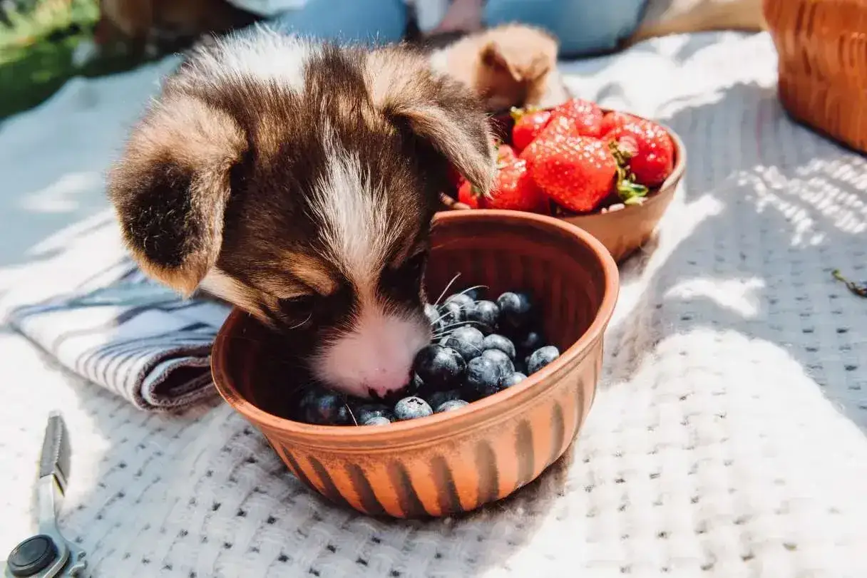 Szczeniak corgi bada miseczkę z jagodami, zastanawiając się, czy pies może jagody. W tle miska z truskawkami.
