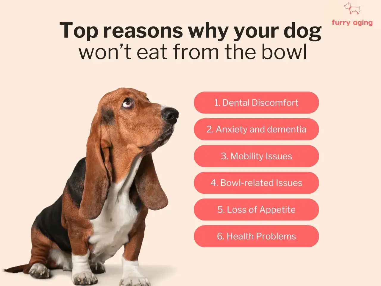 Smutny basset hound patrzy w górę, zastanawiając się, dlaczego pies nie chce jeść z miski. Lista przyczyn obejmuje problemy z zębami, lęk, problemy z poruszaniem się i apetytem.