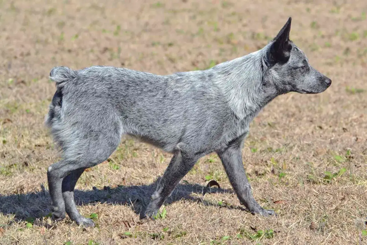 Australian stumpy tail cattle dog z kr&oacute;tkim ogonem stoi na trawie.