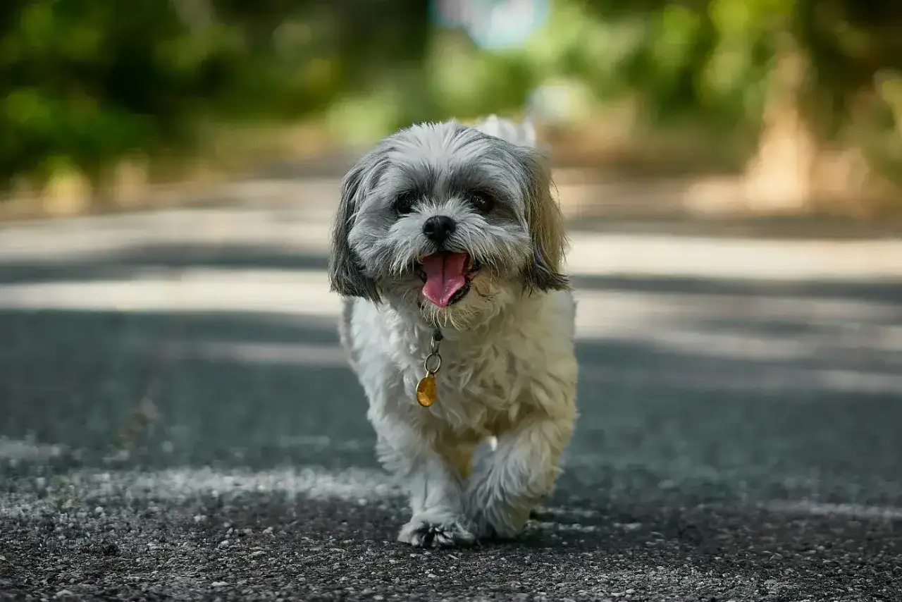 Uroczy shih tzu szczeniak 6 tygodni, z językiem na wierzchu, biegnie po ścieżce.