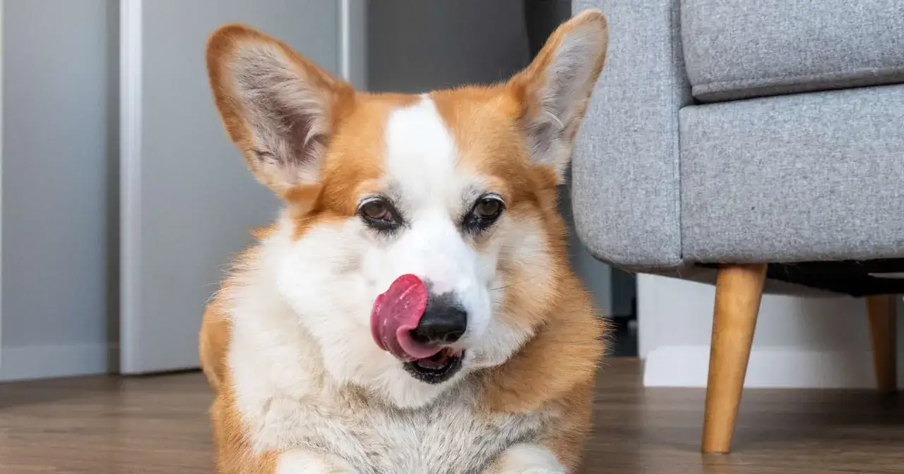 Uroczy corgi liże podłogę, szukając resztek smakołyków. Jego różowy język wystaje, a oczy błyszczą.