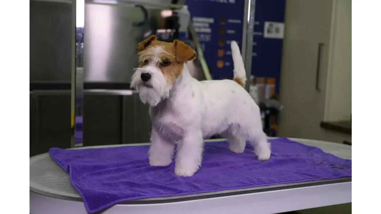Uroczy jack russell terrier długowłosy z białym futrem i rudymi znaczeniami na głowie, stoi na fioletowym ręczniku.