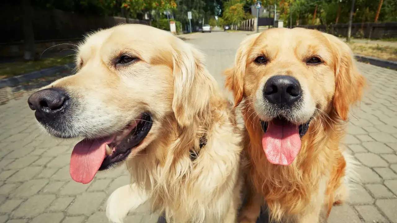 Dwa radosne golden retrievery, kt&oacute;re wyglądają jakby właśnie dostały drugiego psa w domu. Ich języki wystają, a oczy błyszczą radością.