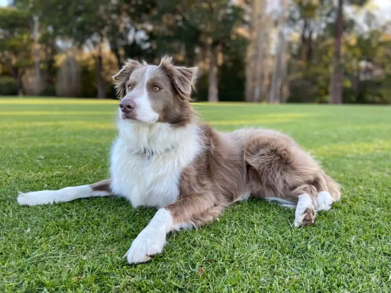 Piękny border collie mieszaniec leży na trawie, z uwagą obserwując otoczenie. Jego brązowo-białe futro lśni w słońcu.
