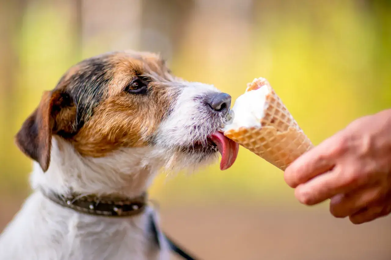 Pies z językiem na wierzchu oblizuje lody z wafelka. Czy pies może jeść lody? Ten psiak chyba tak!