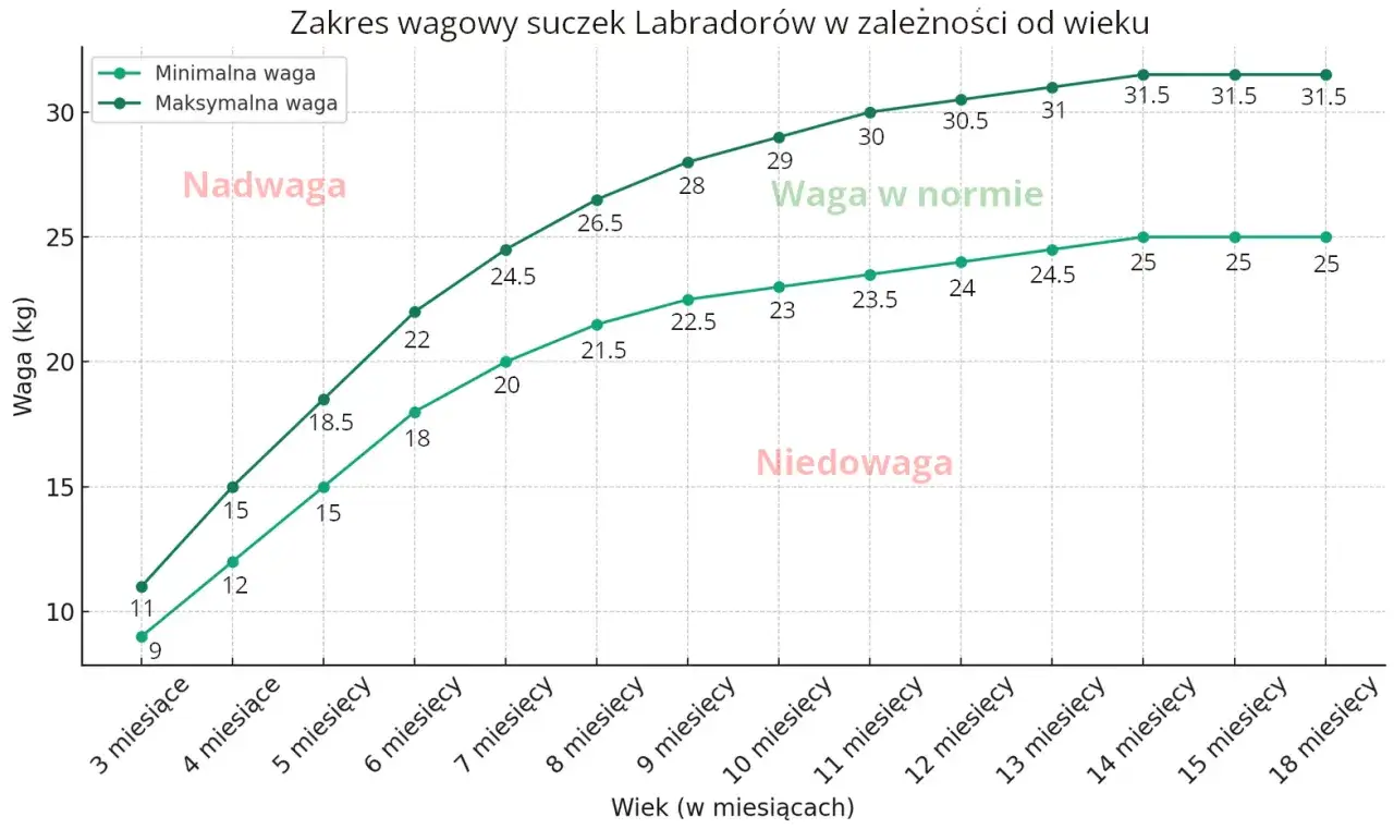 Wykres pokazuje zakres wagowy suczek labradora. Labrador 3 miesiące waży 9-11 kg.