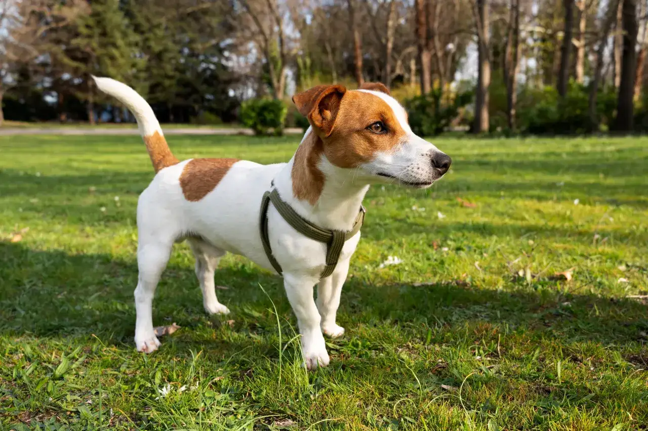 Jack Russell terrier waga idealna, piesek w zielonej obroży stoi na trawie w parku.