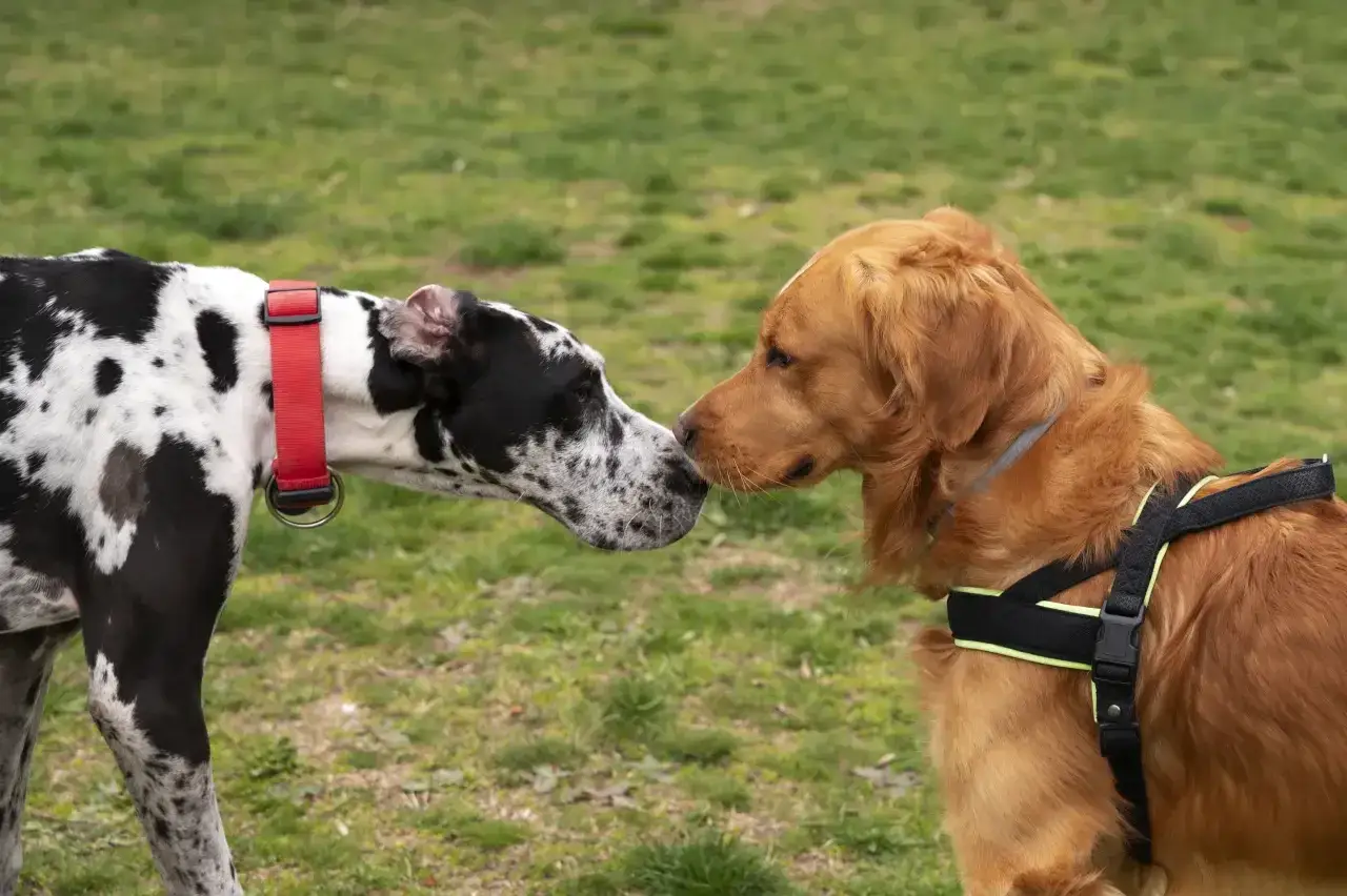 Dwa psy, dog niemiecki i golden retriever, nosy do nosa. Może właśnie poznają się i zastanawiają, dlaczego pies szczeka, gdy jest podekscytowany.