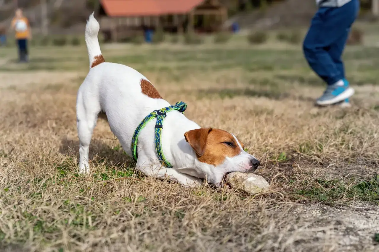 Jack Russell Terrier gryzie kamień na trawie, zastanawiając się, dlaczego pies je kamienie.
