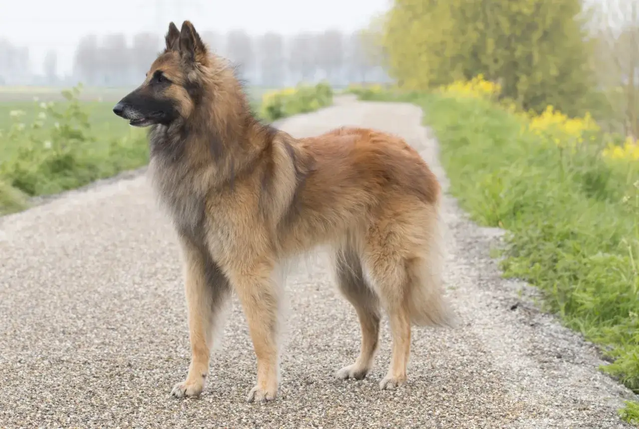 Elegancki owczarek belgijski k9 stoi na żwirowej ścieżce, otoczony zielenią i żółtymi kwiatami.