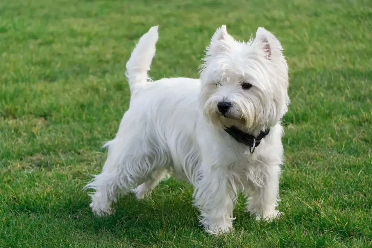 Uroczy west highland white terrier w czarnej obroży stoi na zielonej trawie, gotowy do zabawy.