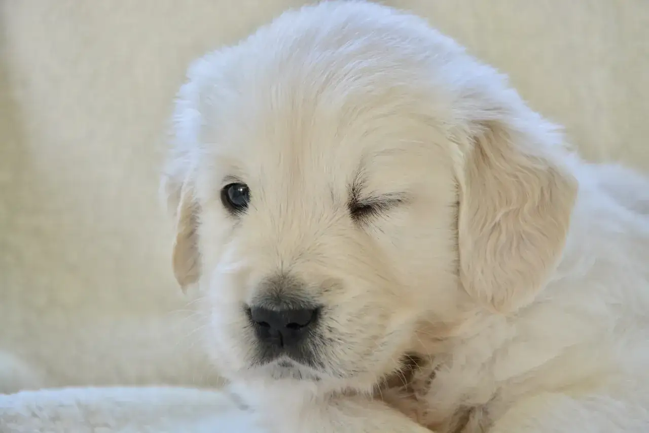Uroczy szczeniak golden retriever mruga jednym okiem. Takie słodkie stworzenie jest szczeniakiem tylko przez kr&oacute;tki czas.