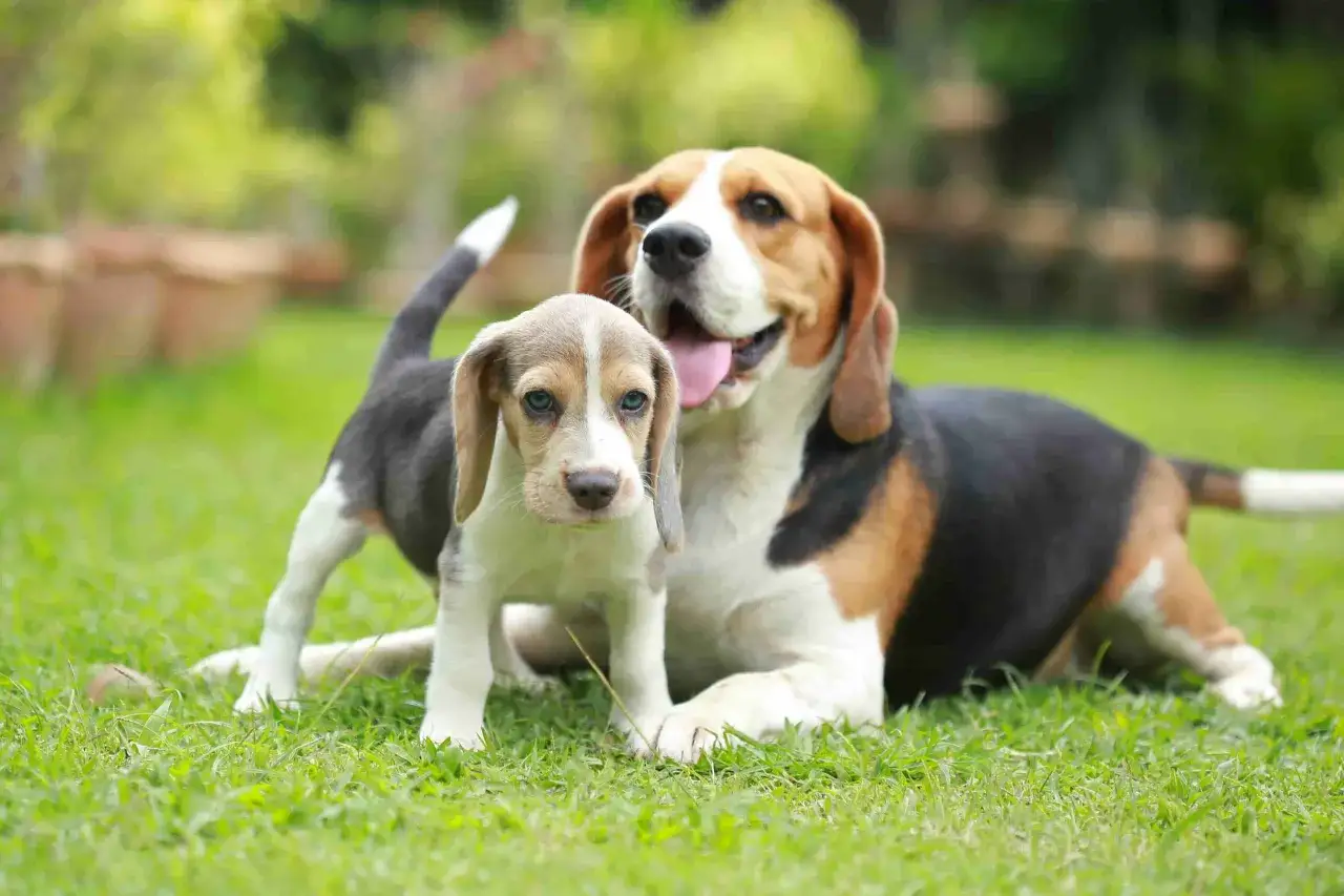 Szczeniak beagle obok dorosłego psa. Poradnik: jak wprowadzić szczeniaka do domu z psem, by szybko się zaprzyjaźnili.