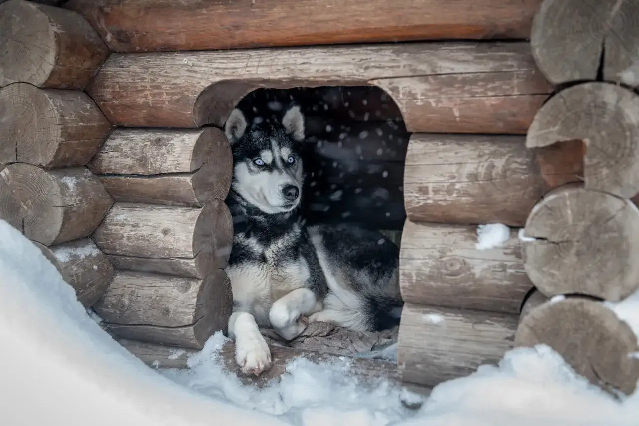 Siberian Husky z niebieskimi oczami w zimowej budzie. Czy 3 miesięczny szczeniak może spać na dworze? Ten piesek wygląda na zadowolonego.