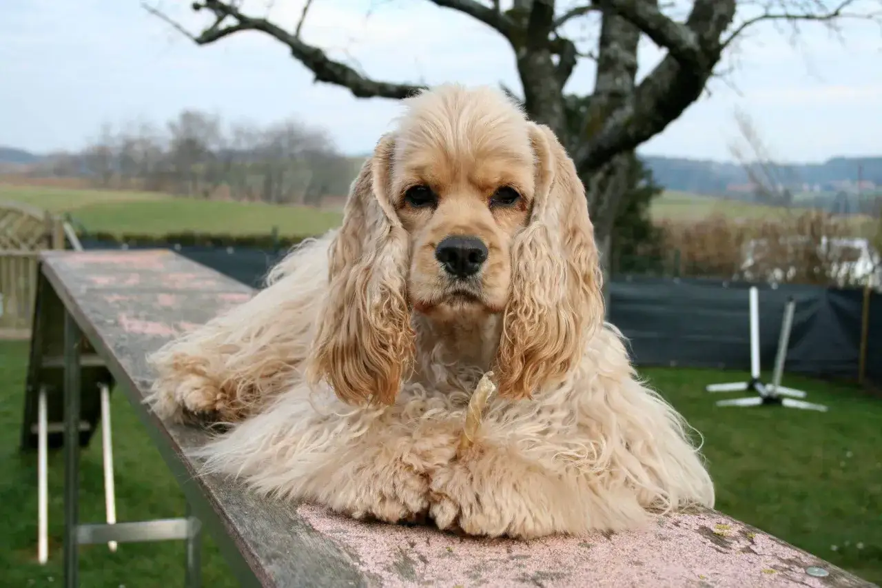 Uroczy cocker spaniel o kremowym futrze leży na drewnianej kładce, gryząc przysmak. To jedna z wielu pięknych odmian cocker spanieli.