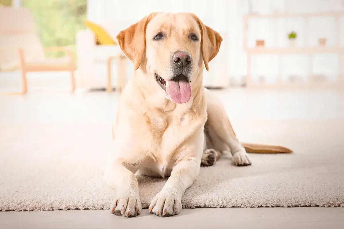 Uśmiechnięty labrador leży na dywanie. Zastanawiasz się, ile powinien jeść dorosły labrador?