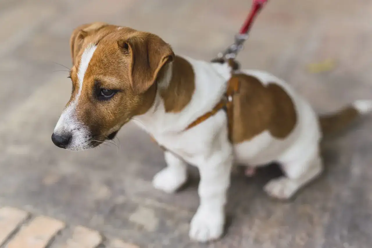 Uroczy szczeniak Jack Russell Terrier na czerwonej smyczy. Idealna smycz dla szczeniaka powinna być lekka i wygodna.