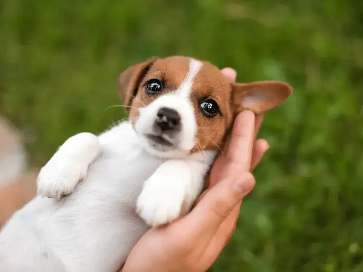 Uroczy szczeniak Jack Russell Terrier w dłoniach. Idealny kandydat na śmieszne imiona dla psa, np. Pączek czy Kłębek.