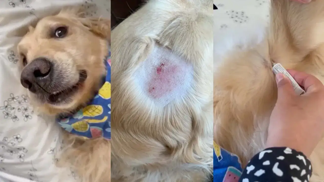 Złoty retriever z zapaleniem sk&oacute;ry, czyli hotspotem u psa. Leczenie polega na aplikacji maści.