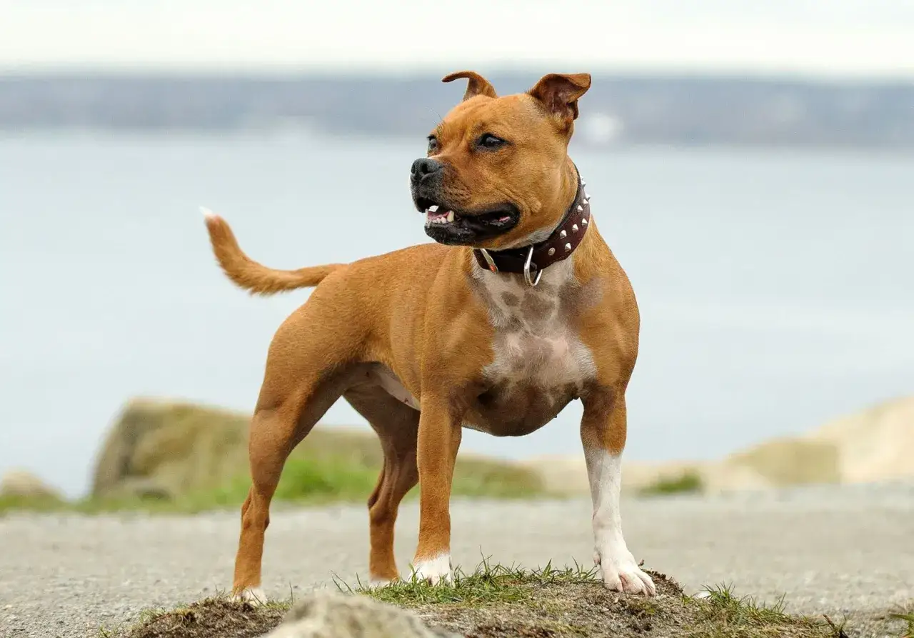 Rudy staffordshire bull terrier w kolczatce stoi na kamienistej plaży, patrząc w bok.