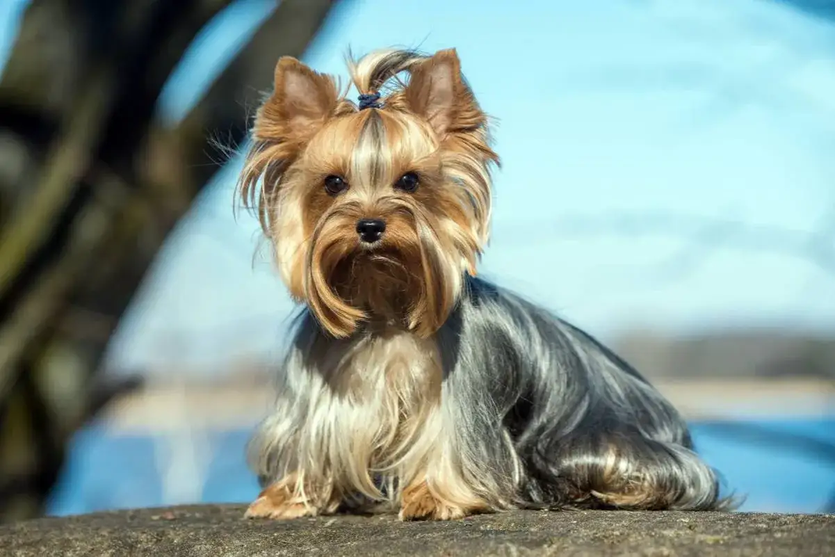 Uroczy york terrier duży z kokardką na głowie siedzi na kamieniu, z drzewami i błękitnym niebem w tle.