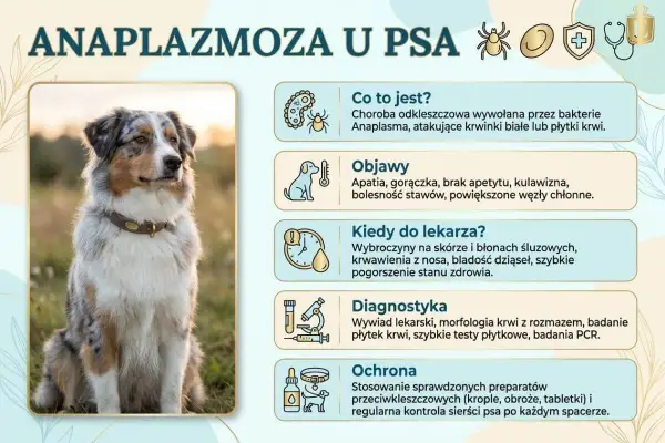 Anaplazmoza u psa: objawy, diagnostyka i ochrona przed chorobą przenoszoną przez kleszcze. Zdjęcie przedstawia psa rasy Australian Shepherd.