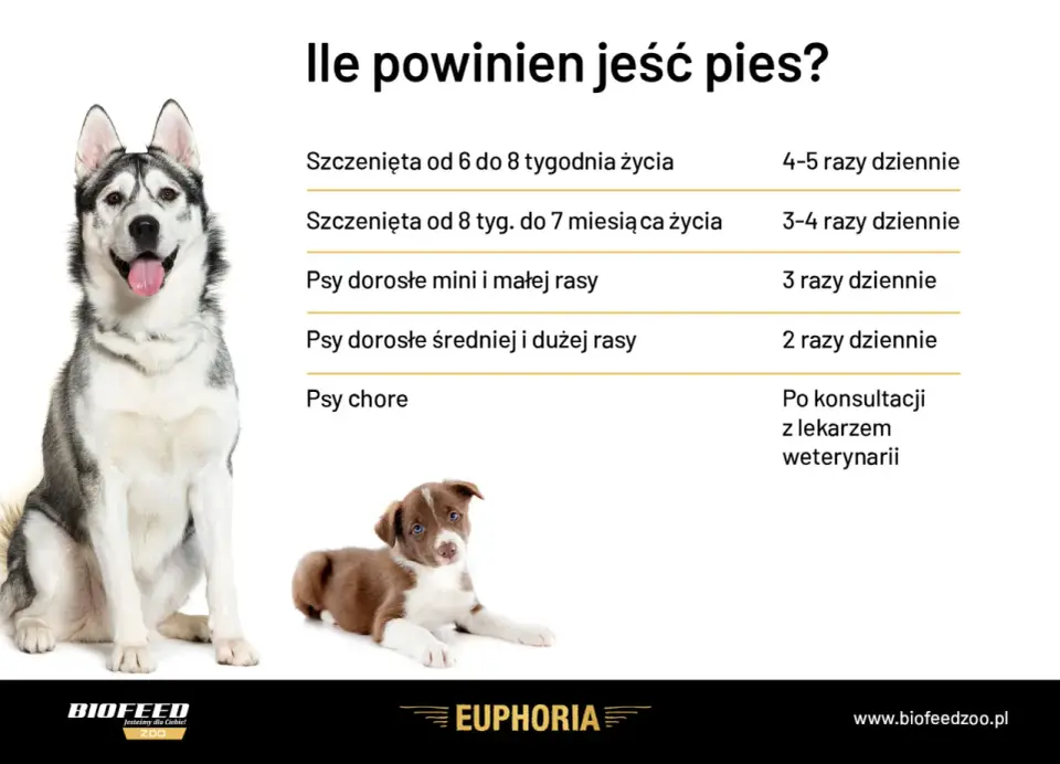 Ile razy dziennie karmić psa? Poradnik dla każdego wieku!